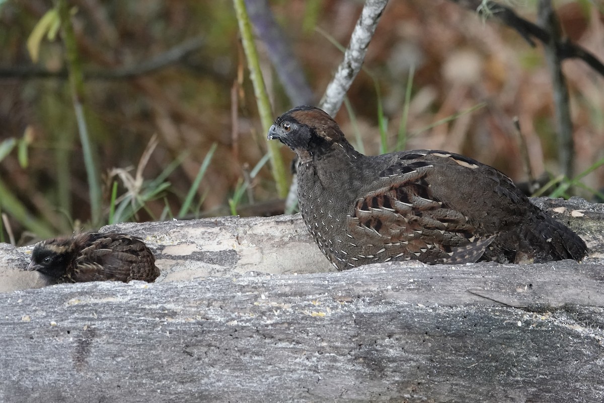 Black-fronted Wood-Quail - ML640377155