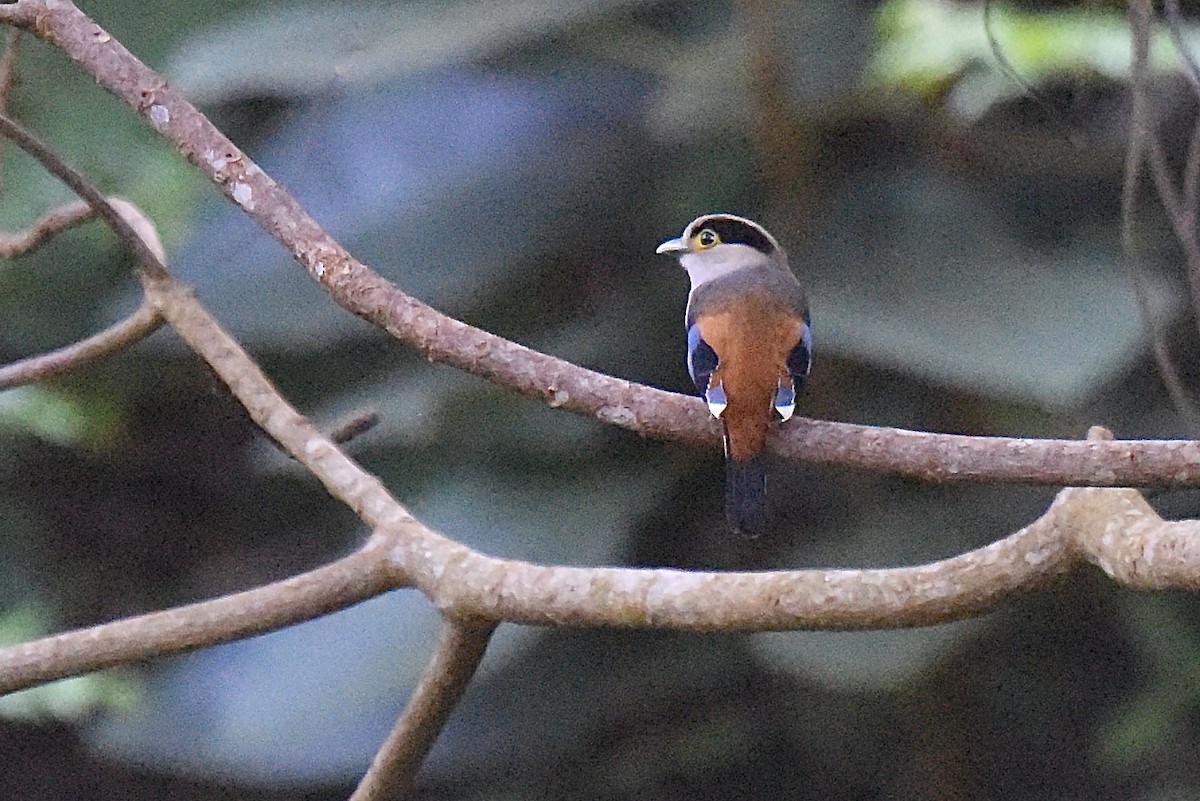 Silver-breasted Broadbill - ML640377189
