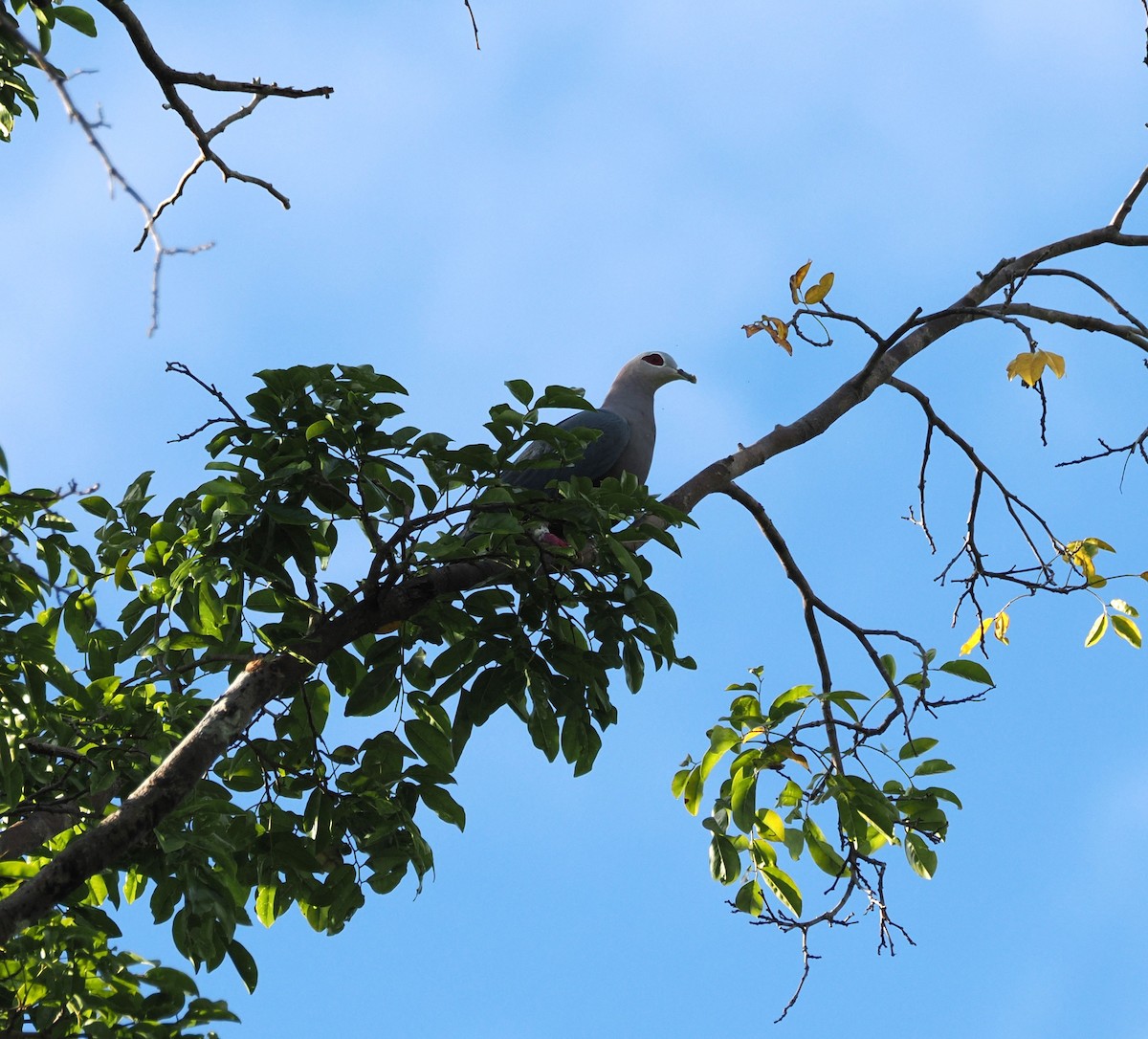 Pinon's Imperial-Pigeon (Gray-headed) - ML640377267