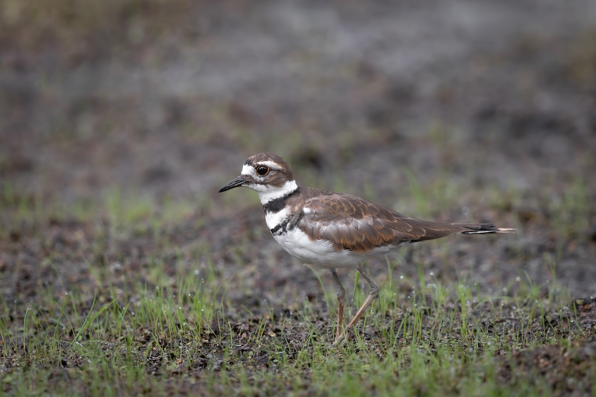 Killdeer - ML640377302