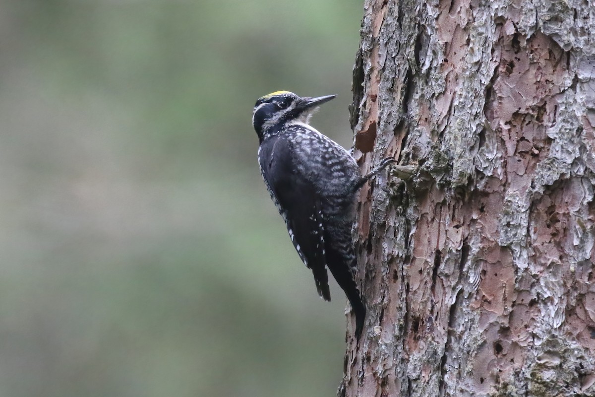 Eurasian Three-toed Woodpecker (Eurasian) - ML640377325