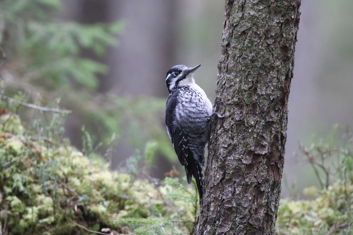 Eurasian Three-toed Woodpecker (Eurasian) - ML640377332
