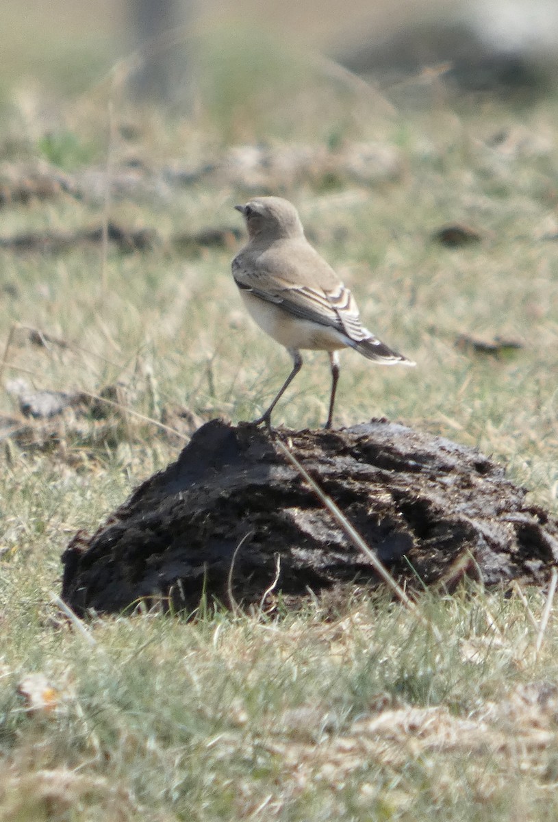 Northern Wheatear - ML640377336