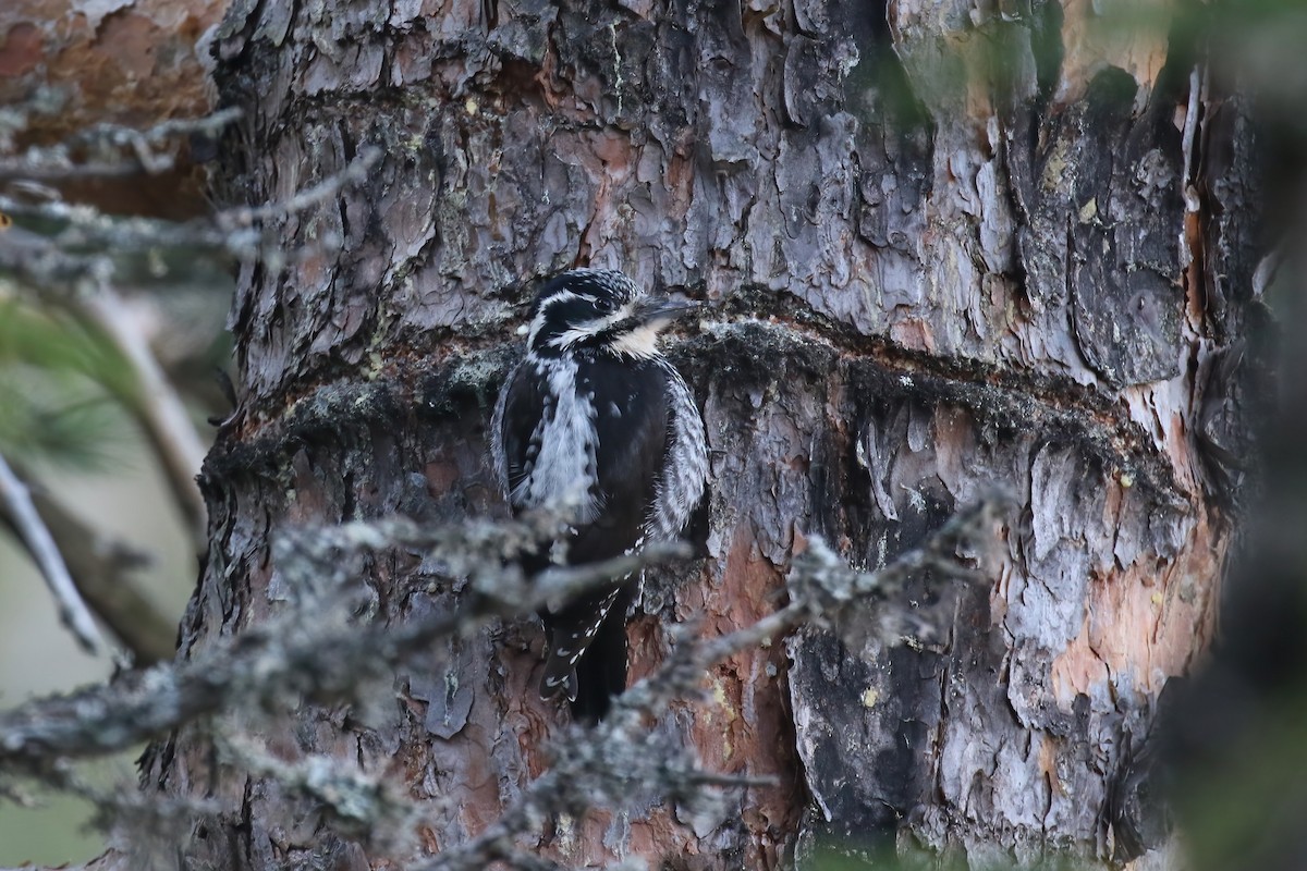 Eurasian Three-toed Woodpecker (Eurasian) - ML640377354