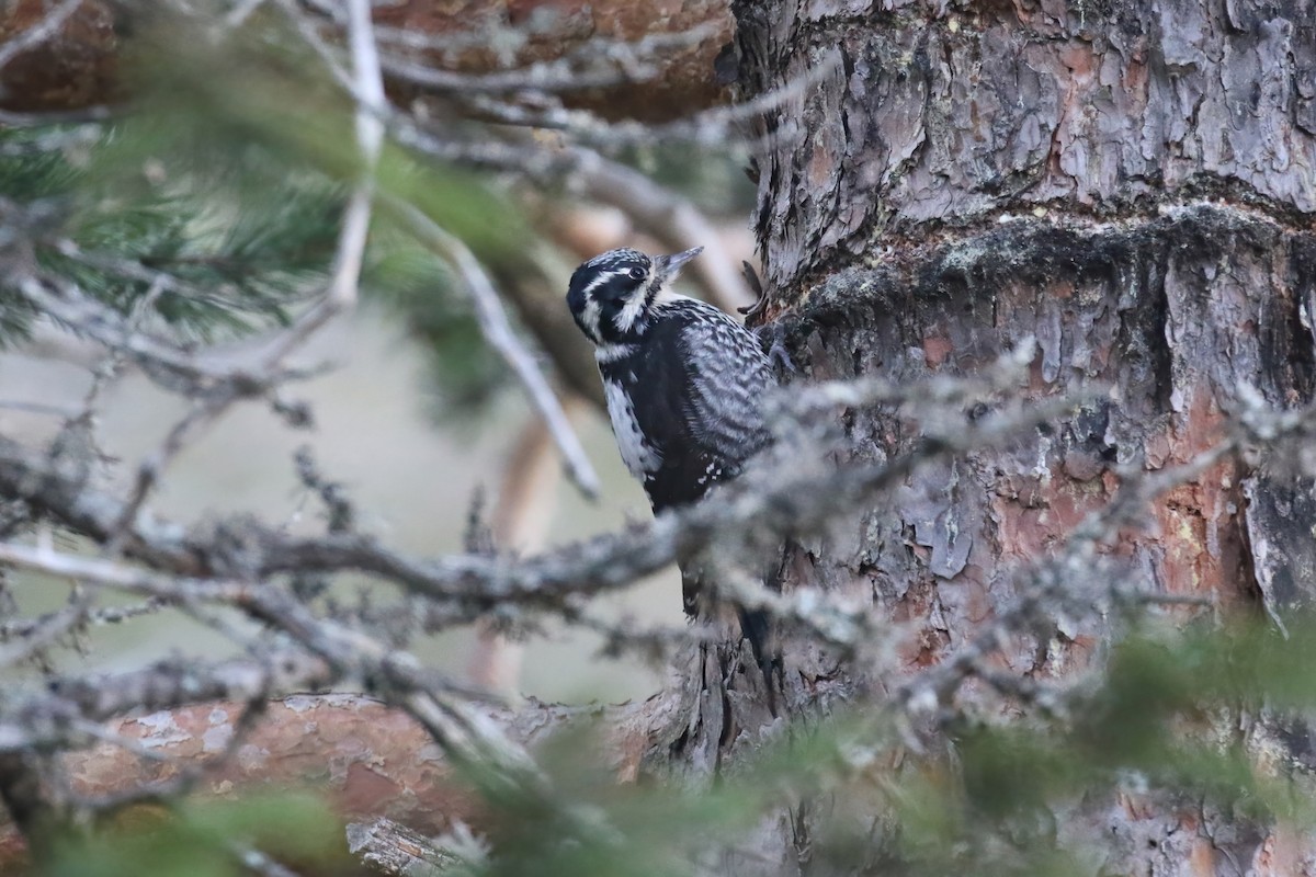 Eurasian Three-toed Woodpecker (Eurasian) - ML640377358