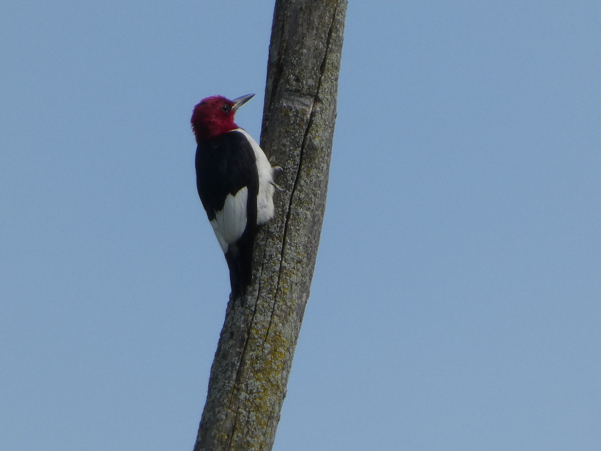 Red-headed Woodpecker - ML640377418