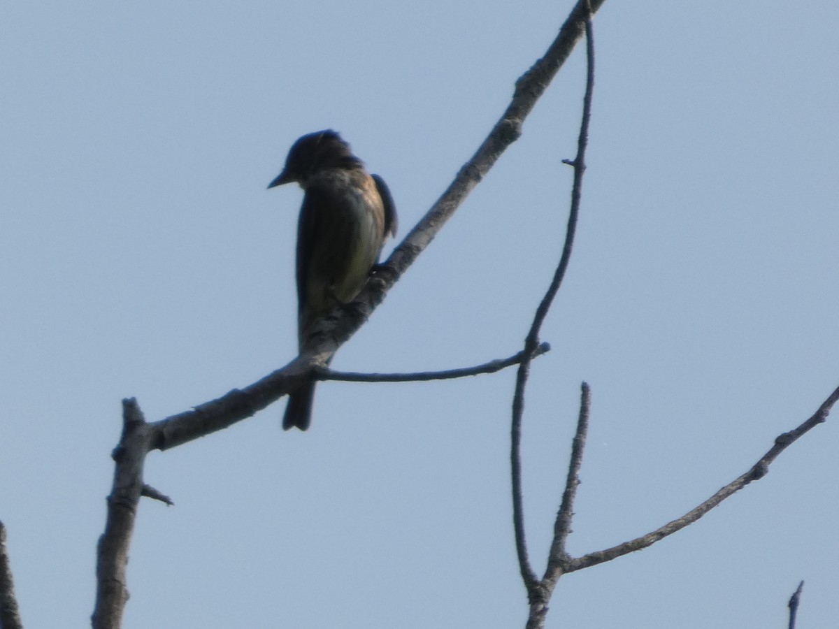 Olive-sided Flycatcher - ML640377424
