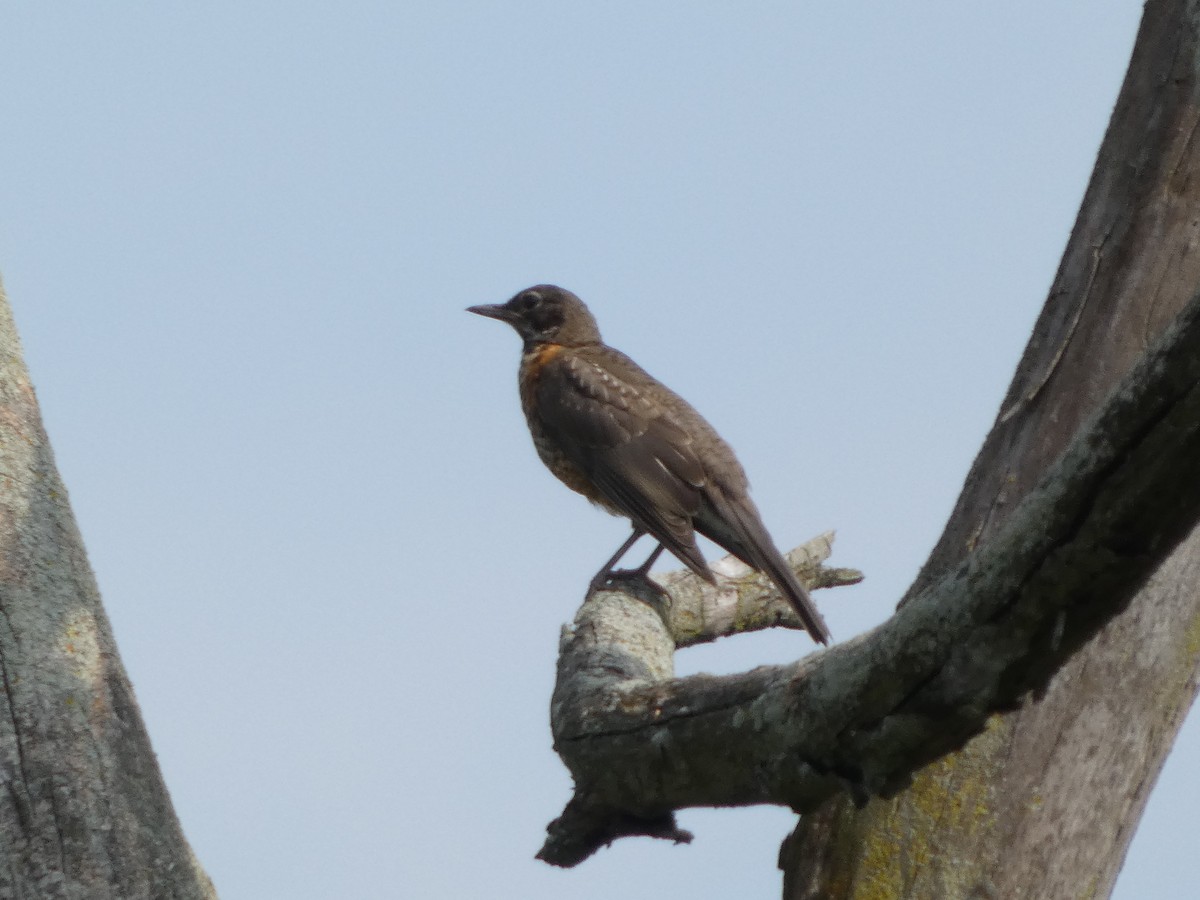 American Robin - ML640377430