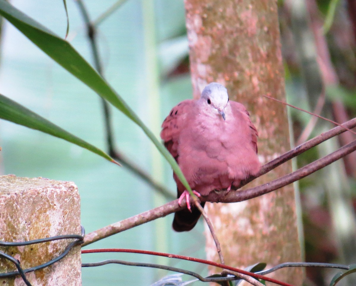 Ruddy Ground Dove - ML640377438
