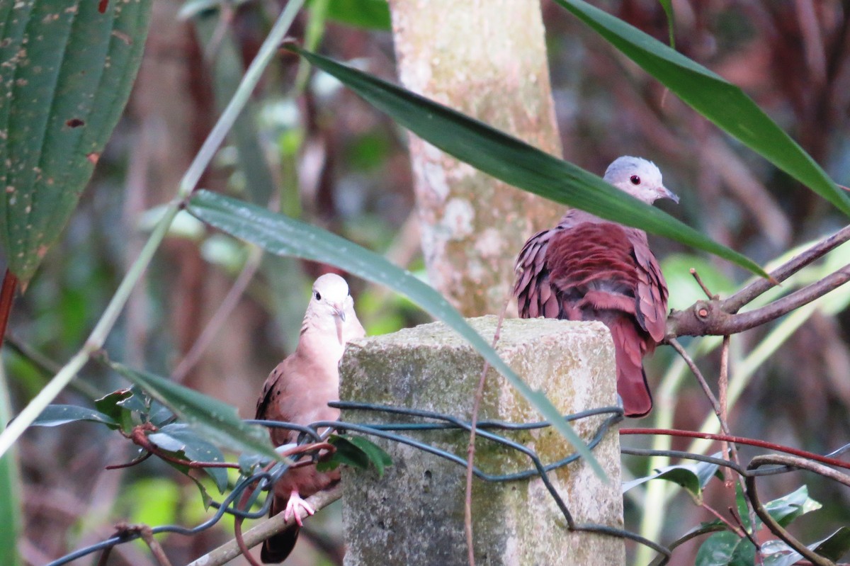 Ruddy Ground Dove - ML640377439