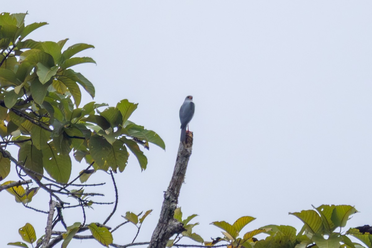 Gray-headed Goshawk - ML640377458