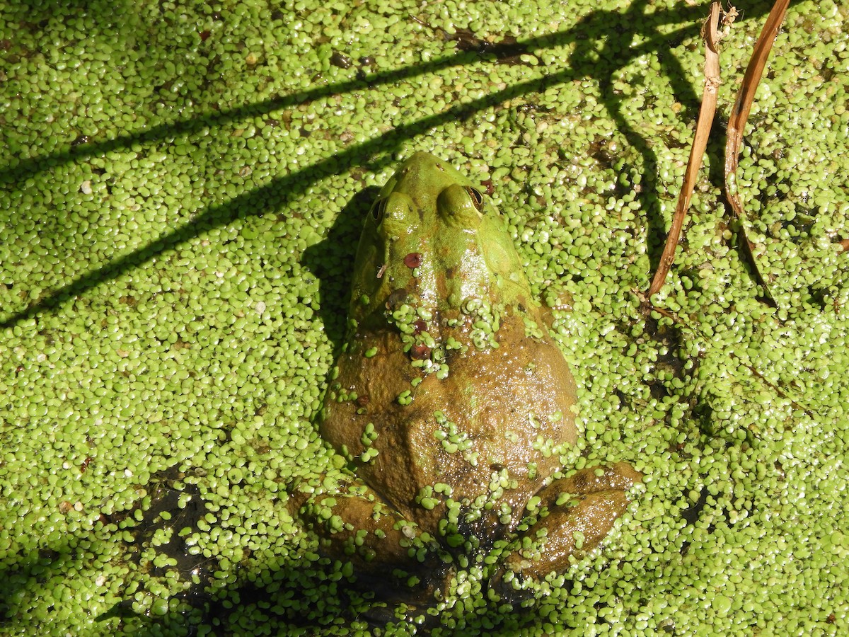 American Bullfrog - ML640377501
