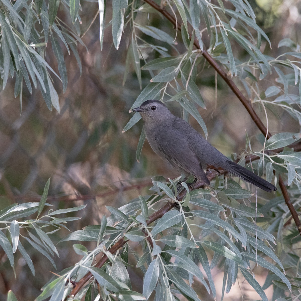 Gray Catbird - ML640377552
