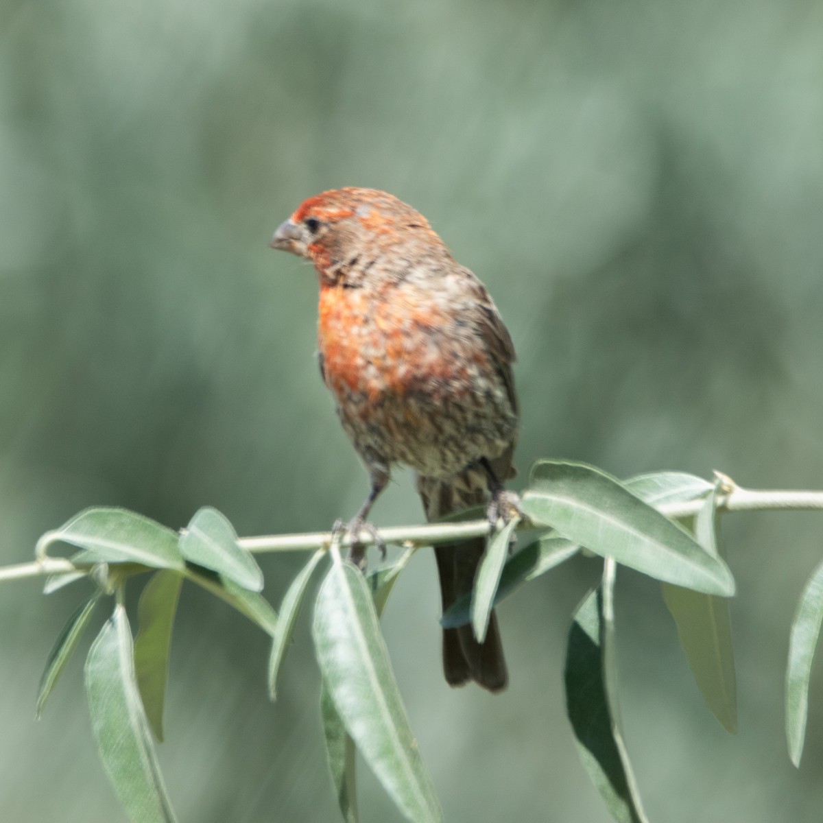 House Finch - ML640377564