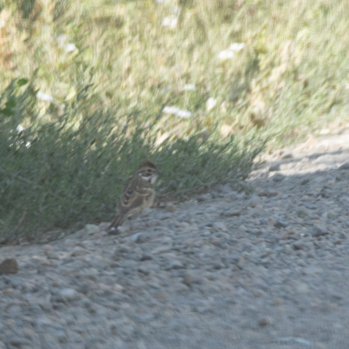 Lark Sparrow - ML640377579