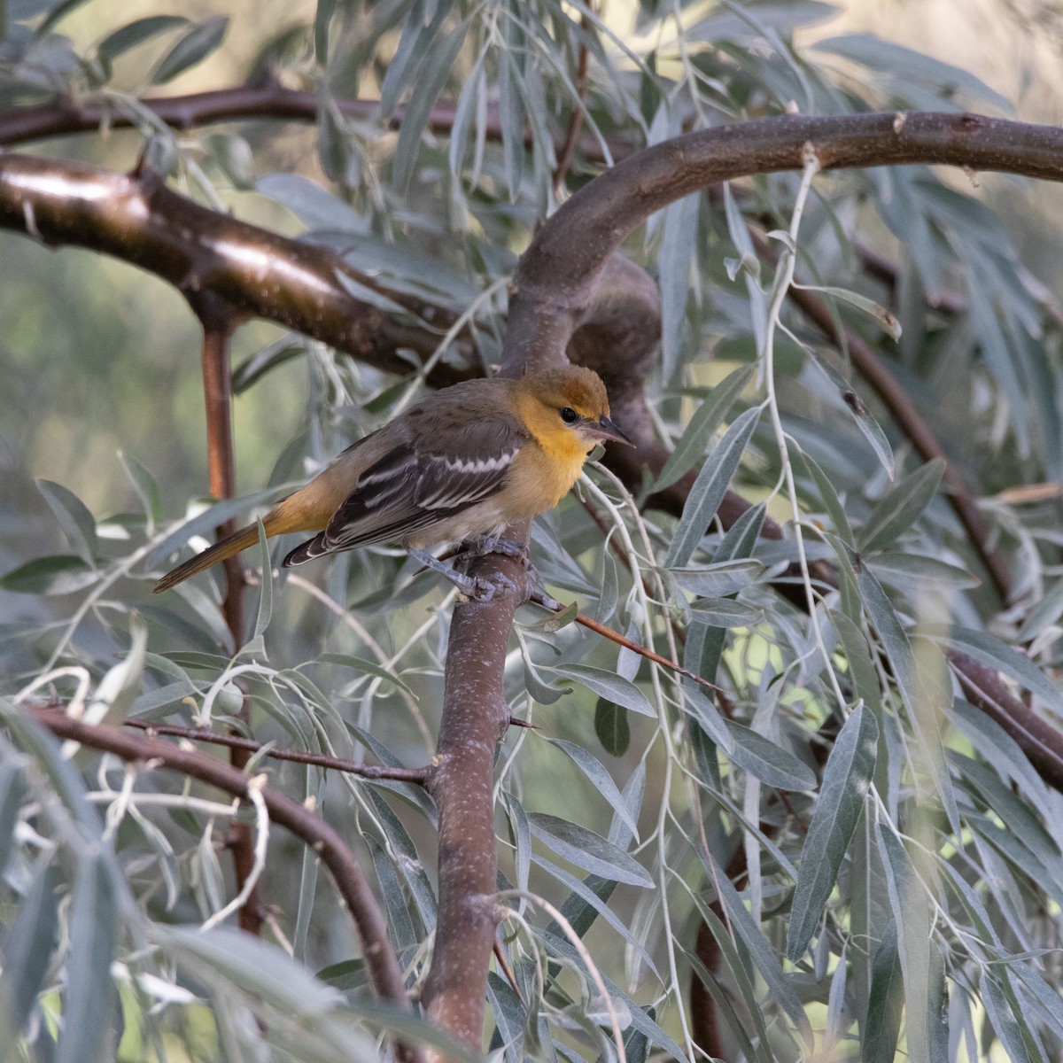 Bullock's Oriole - ML640377591