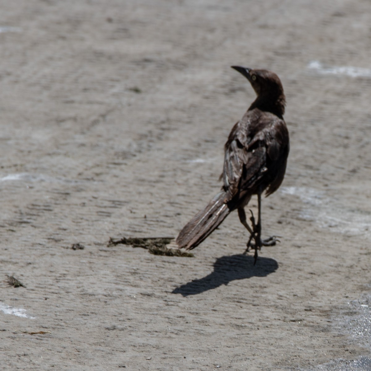 Great-tailed Grackle - ML640377600