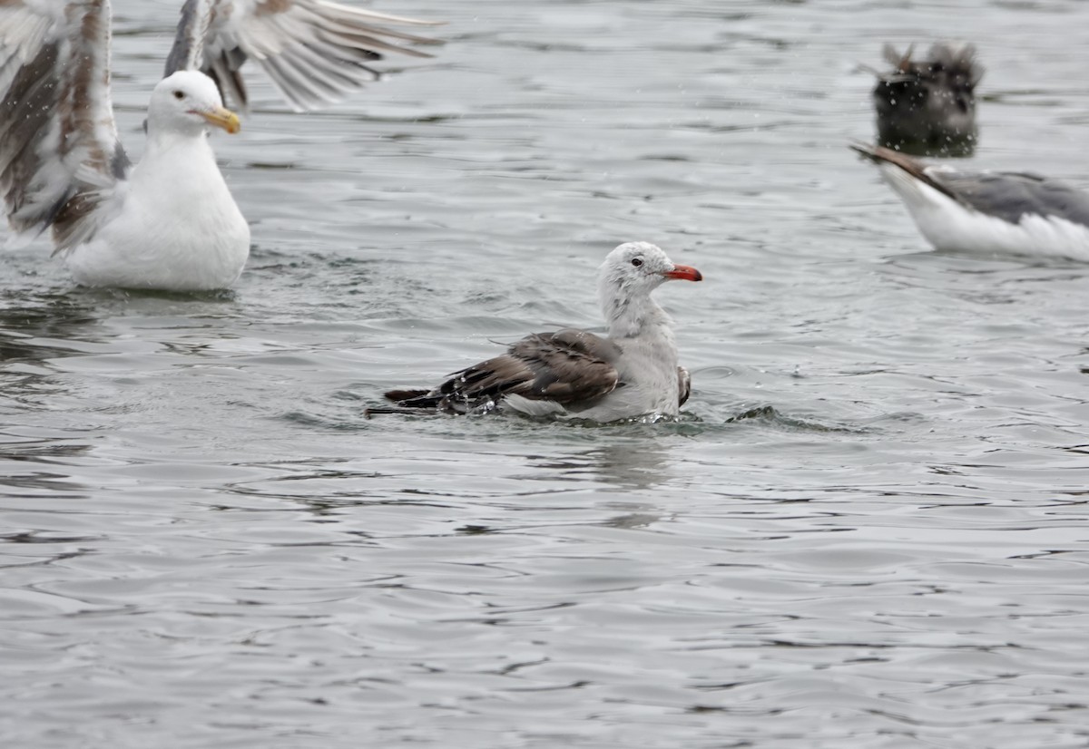 Heermann's Gull - ML640377621