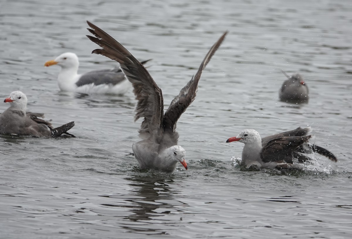 Heermann's Gull - ML640377623