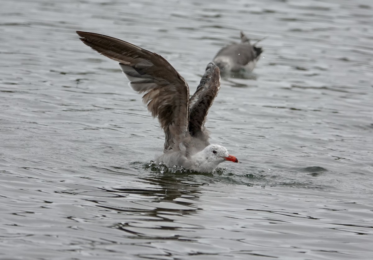 Heermann's Gull - ML640377624