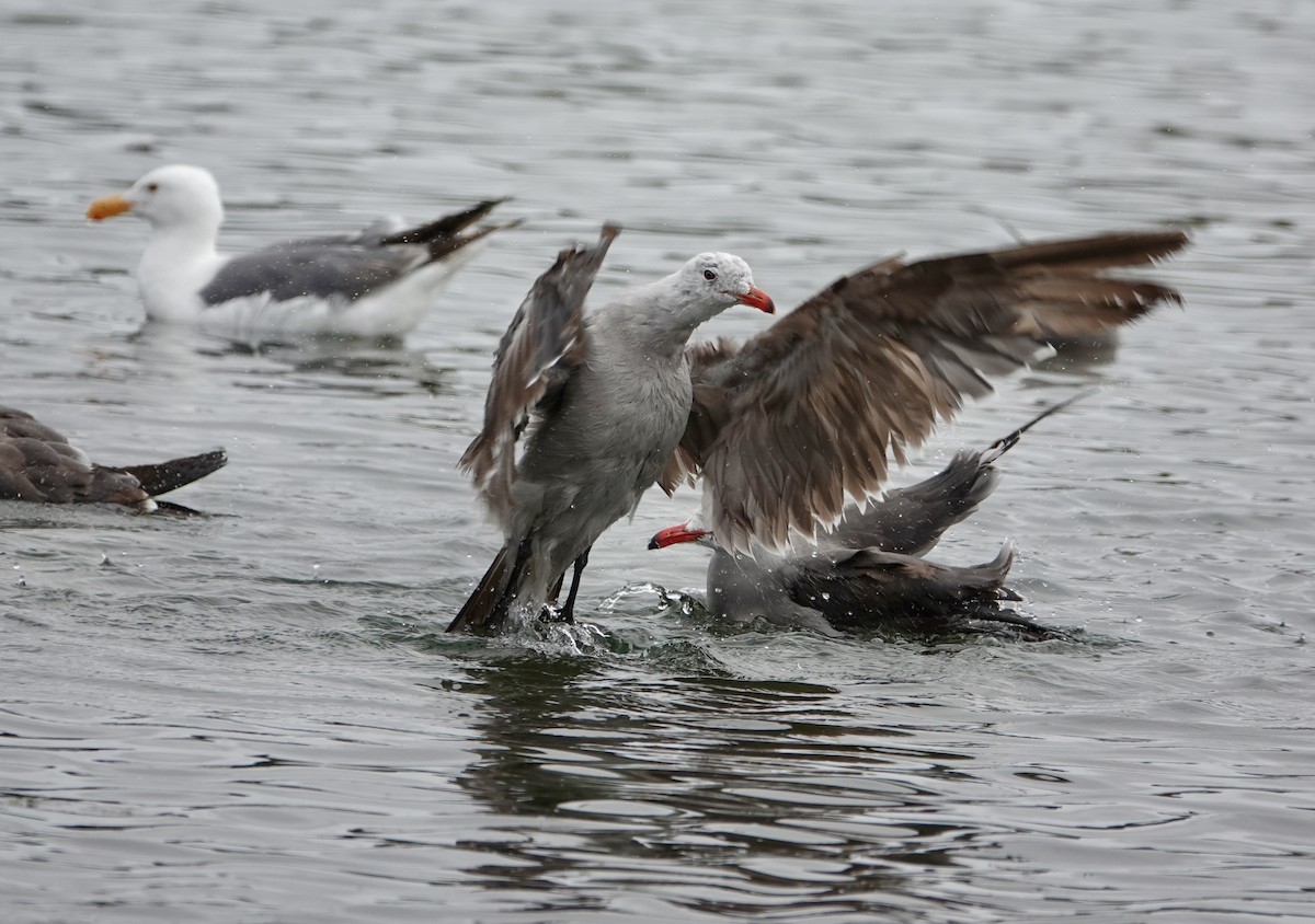 Heermann's Gull - ML640377626