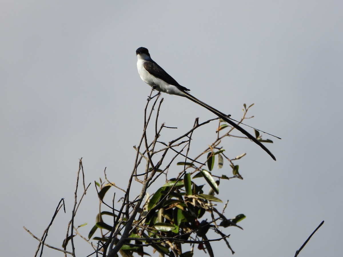 Fork-tailed Flycatcher - ML640377637