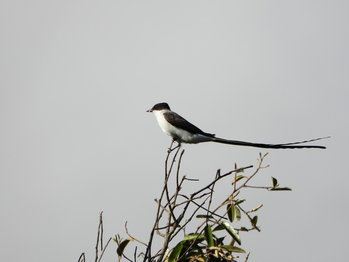 Fork-tailed Flycatcher - ML640377638