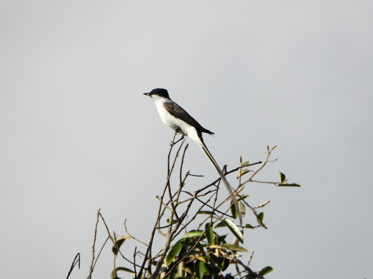 Fork-tailed Flycatcher - ML640377639