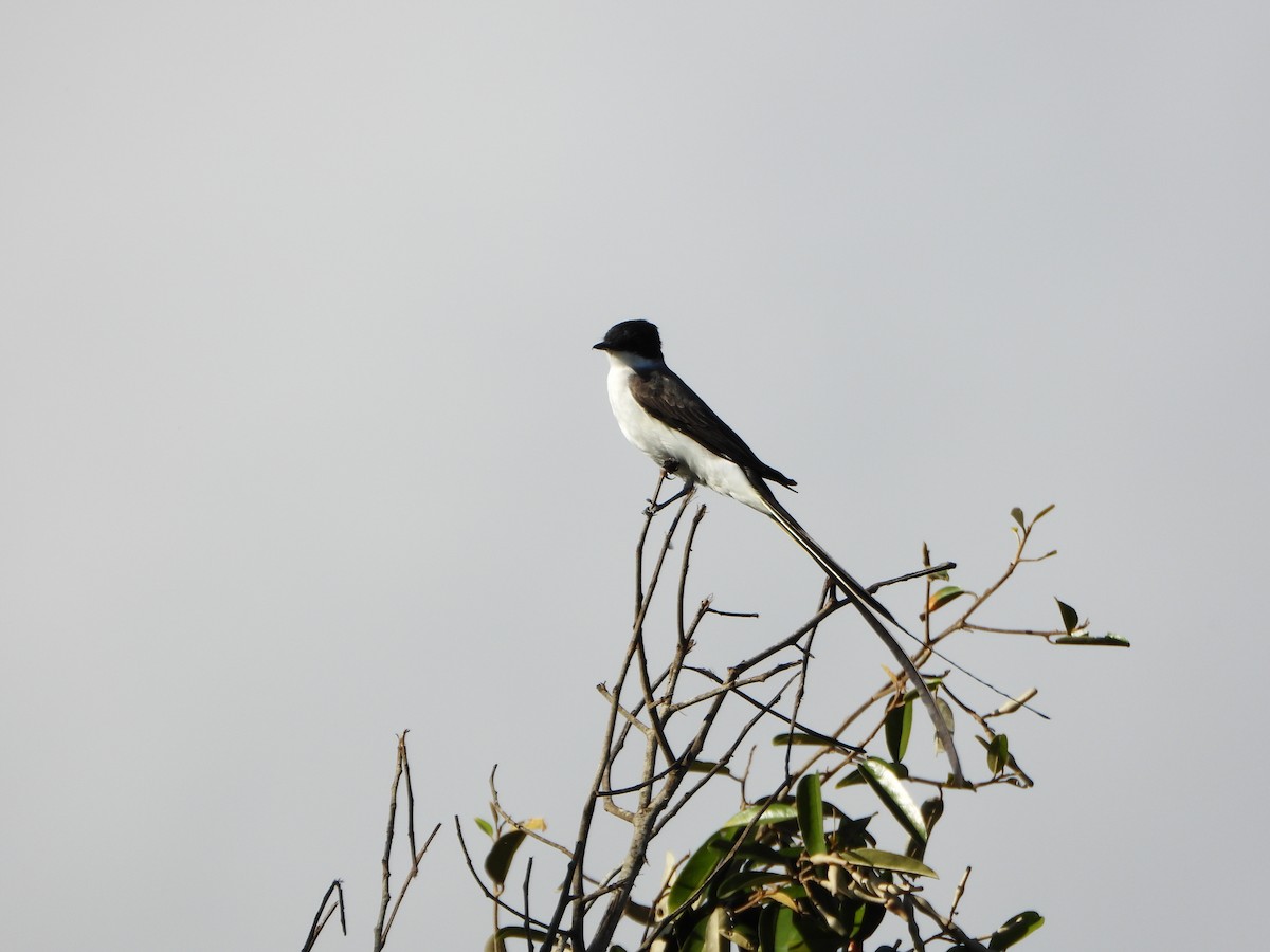 Fork-tailed Flycatcher - ML640377640