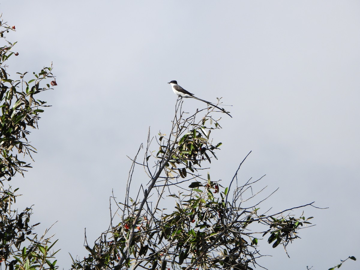 Fork-tailed Flycatcher - ML640377641