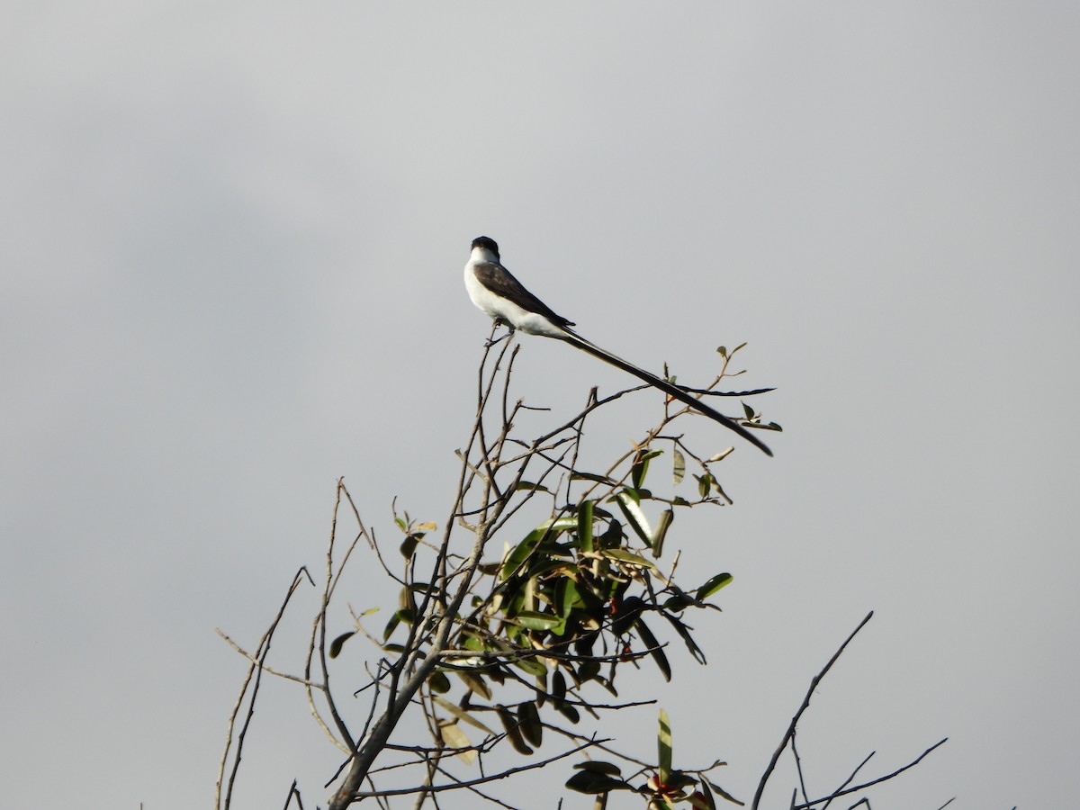 Fork-tailed Flycatcher - ML640377643