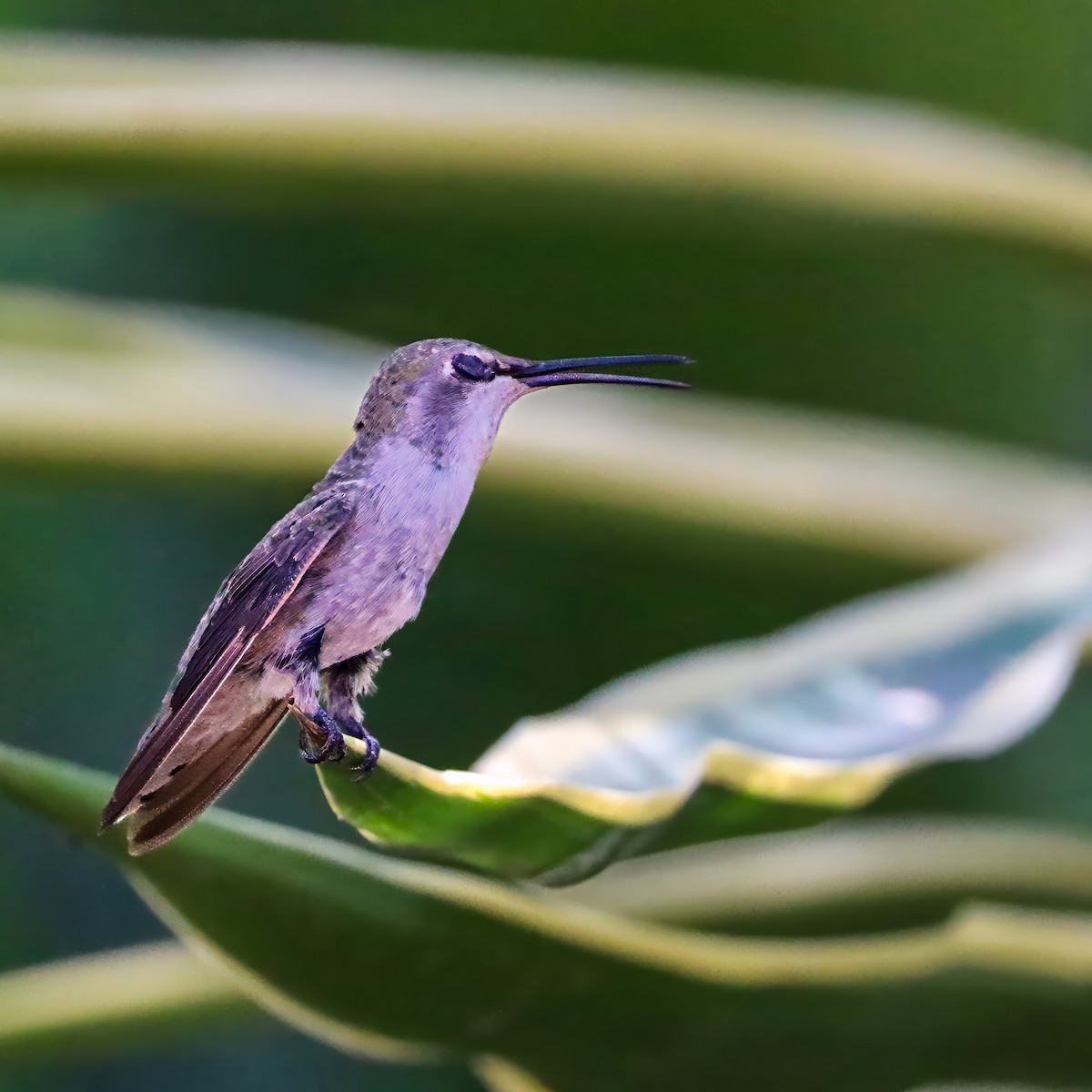 Costa's Hummingbird - ML640377662