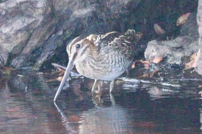 Wilson Suçulluğu - ML640377664