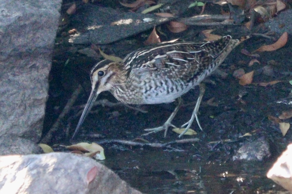 Wilson Suçulluğu - ML640377665