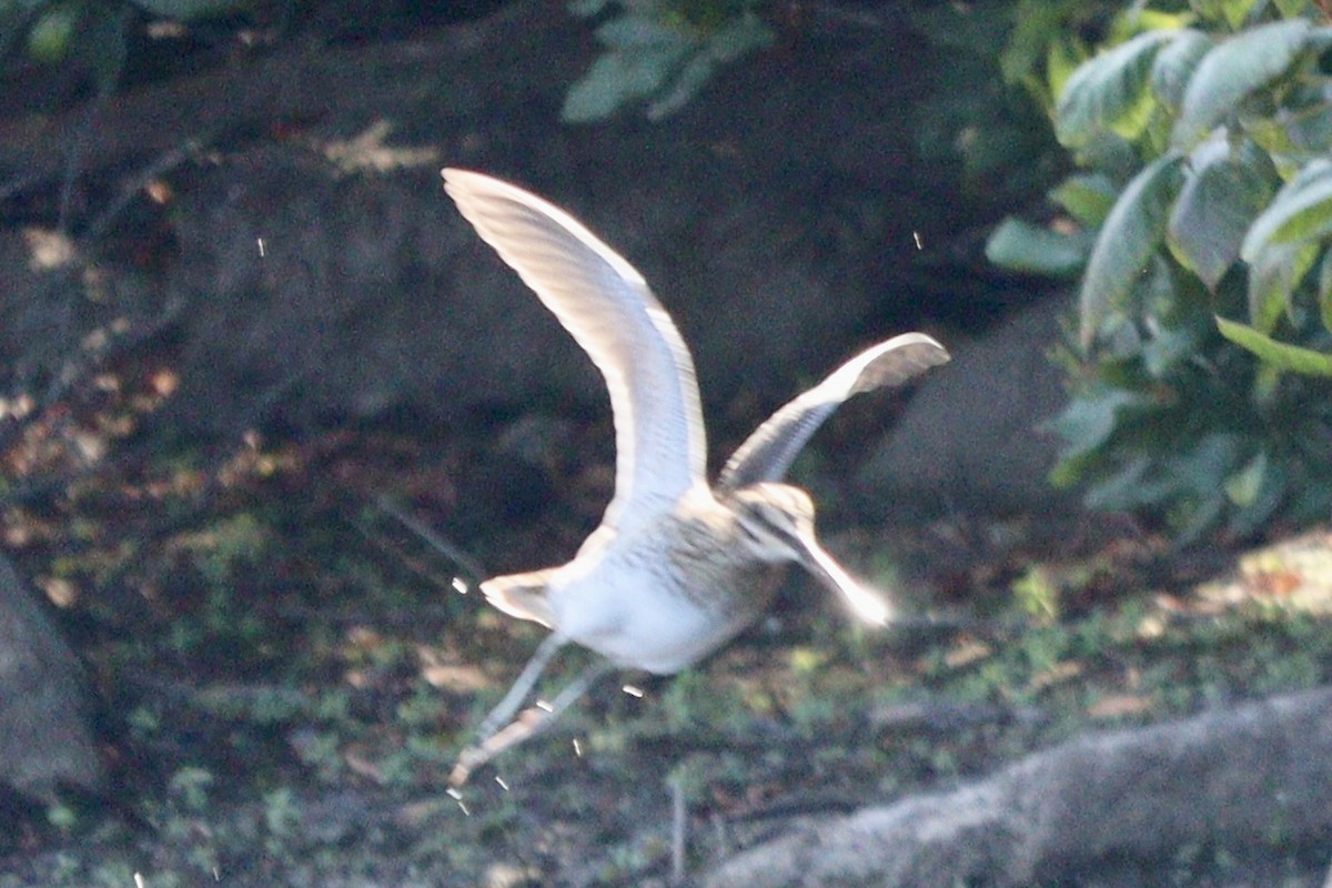 Wilson Suçulluğu - ML640377666