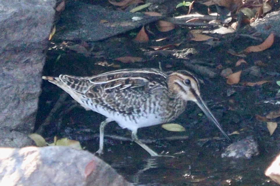 Wilson Suçulluğu - ML640377667