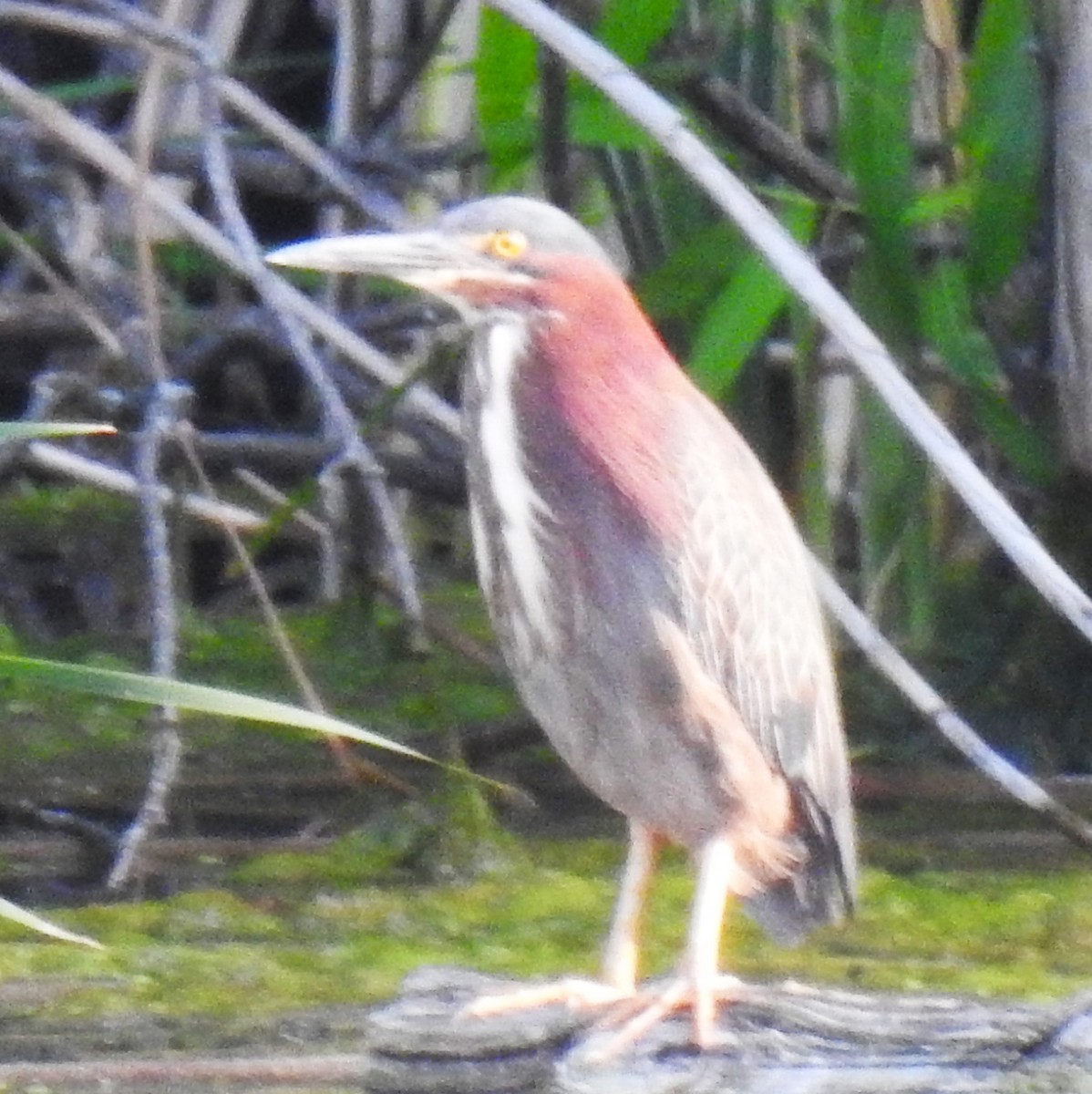 Green Heron - ML640377693