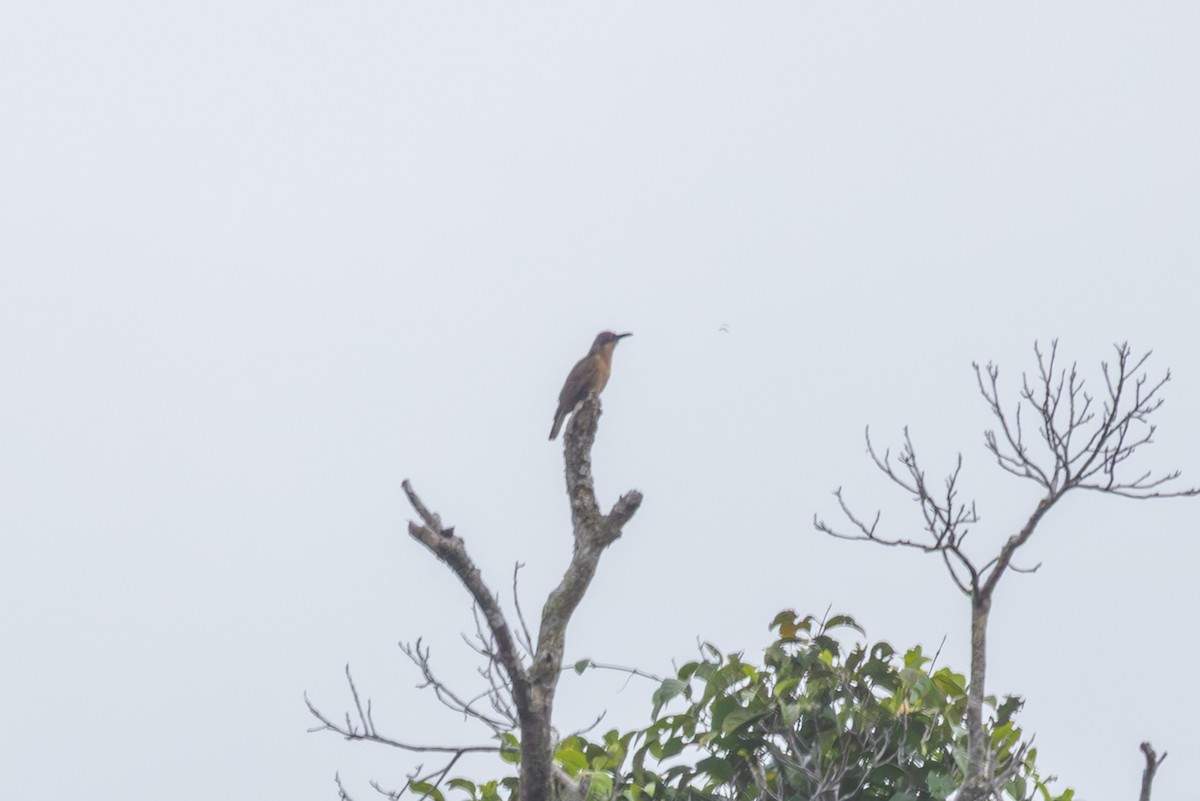 Long-billed Cuckoo - ML640377709