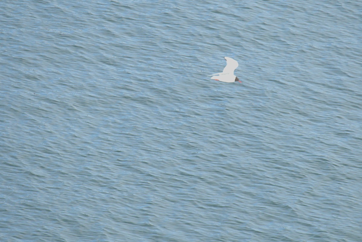Black-headed Gull - ML640377711