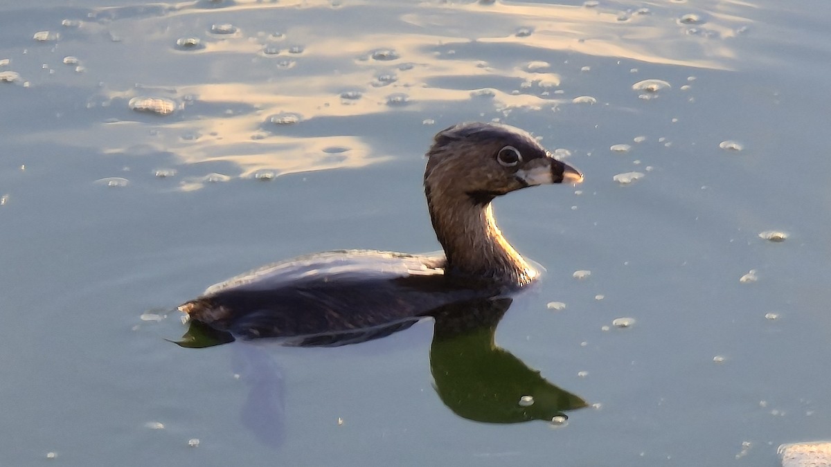 Zampullín Picogrueso - ML640377736