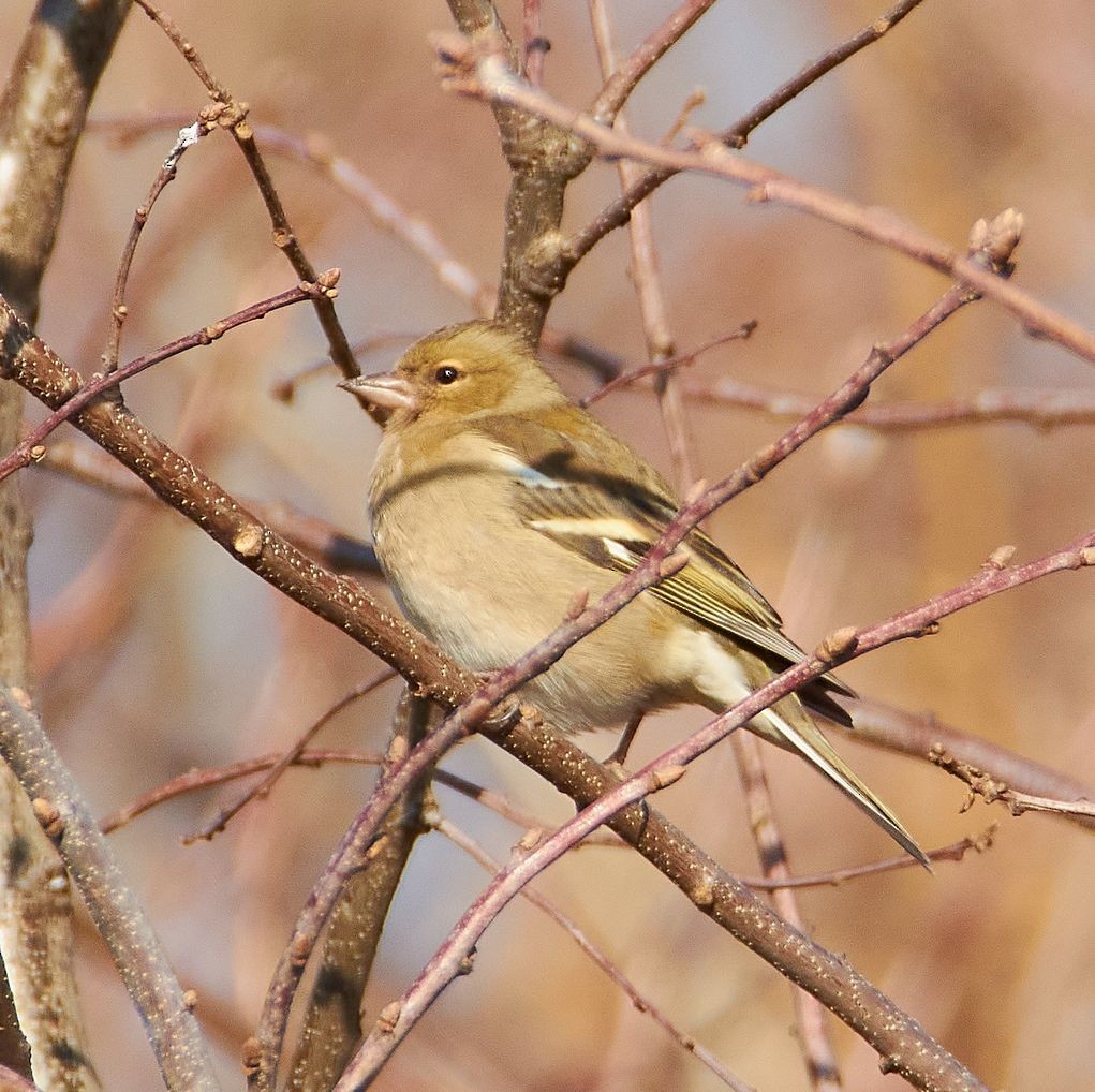 Common Chaffinch - ML640377792