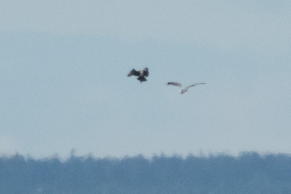 Parasitic Jaeger - ML640377821