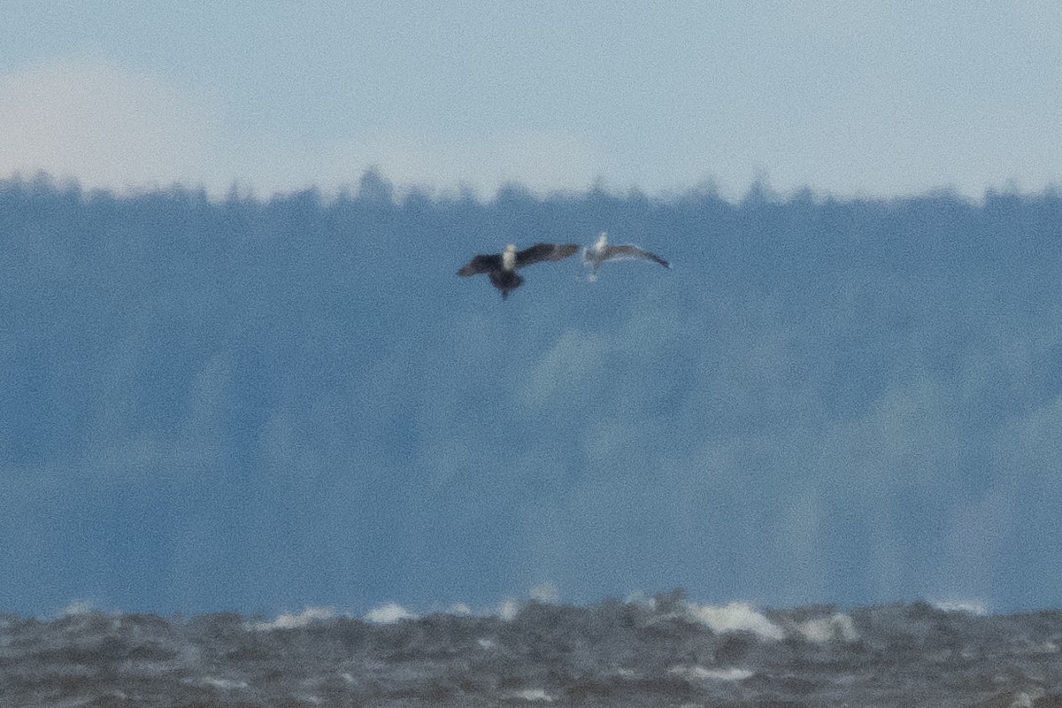 Parasitic Jaeger - ML640377822