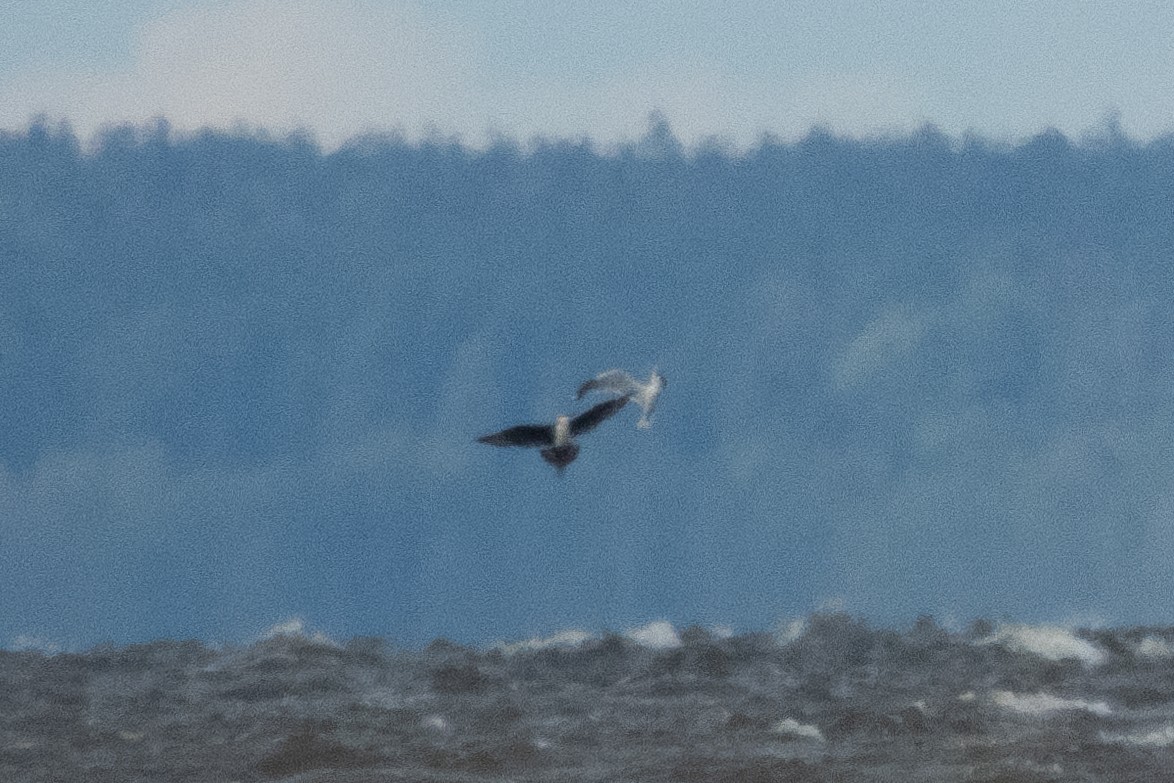 Parasitic Jaeger - ML640377823