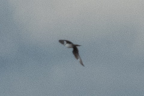 Parasitic Jaeger - ML640377850