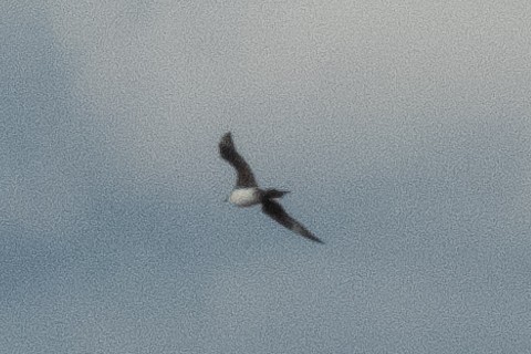Parasitic Jaeger - ML640377851