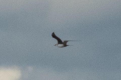Parasitic Jaeger - ML640377852