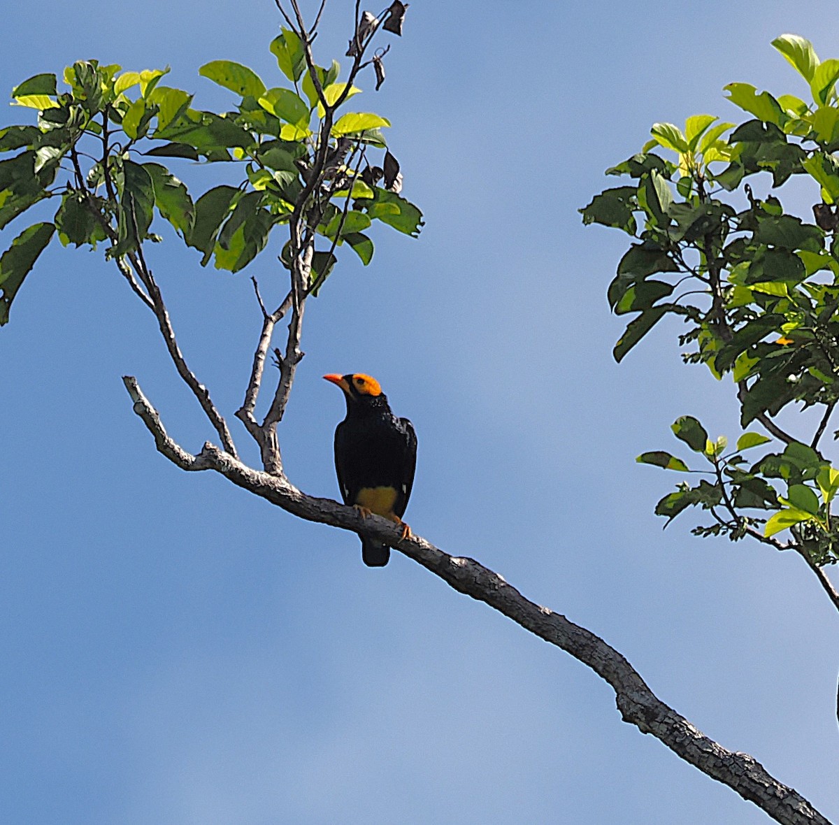 Yellow-faced Myna - ML640377877