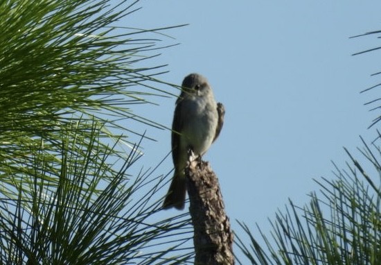 Gray Kingbird - ML640377987