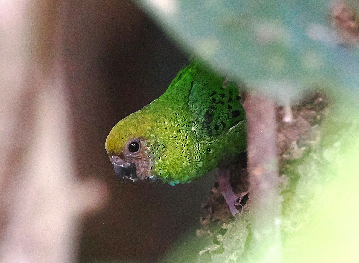 Yellow-capped Pygmy-Parrot - ML640377993